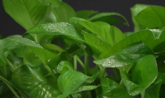 绿萝怎么养才能更旺盛