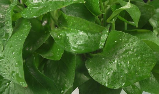 水培绿萝叶子发黄怎么办