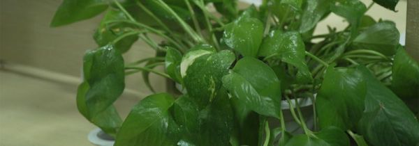 水培绿萝叶子发黄怎么办