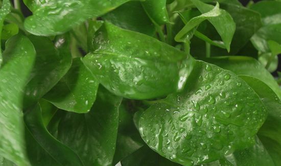 绿萝怎么养才能更旺盛