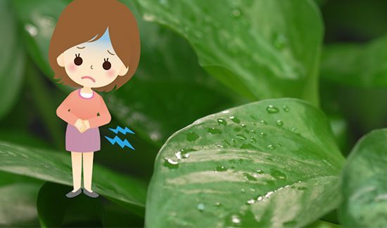 绿萝花茶哪种人不能喝