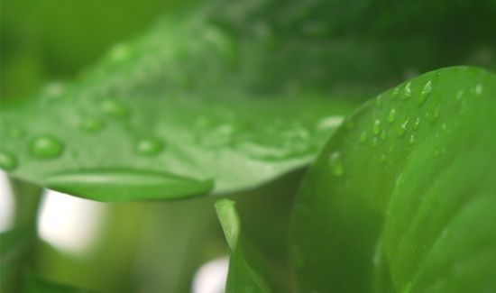 水培绿萝叶子发黄怎么办