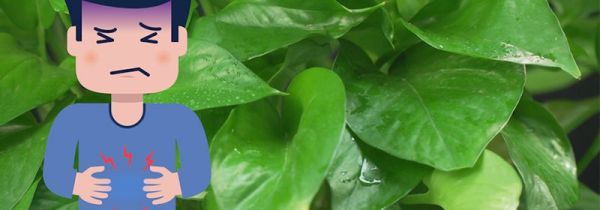 绿萝花茶哪种人不能喝