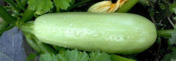 西葫芦加热致癌吗