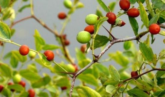 野山枣泡水的方法