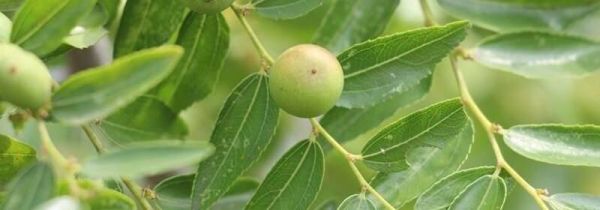 野山枣泡水的方法