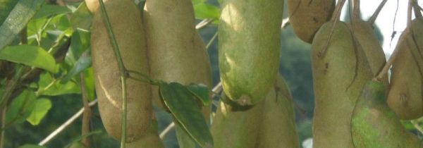 八月瓜的籽能吃吗