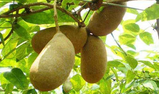 八月瓜的籽能吃吗