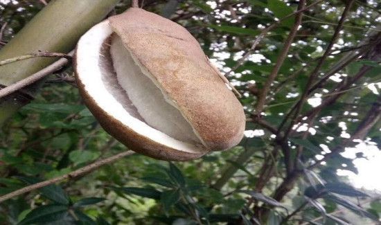 八月瓜的籽能吃吗