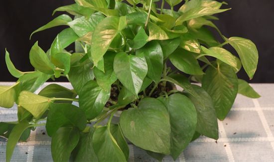 绿萝能放在卧室吗