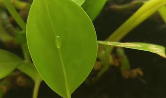 绿萝花茶的功效和作用