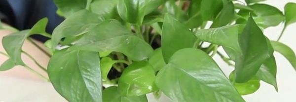 绿萝花茶的功效和作用