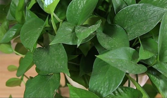 绿萝花茶的功效和作用