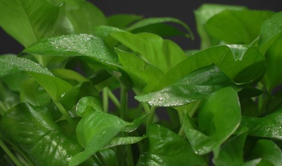 绿萝能放在卧室吗