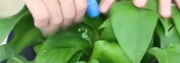 绿萝叶子发黄用啤酒