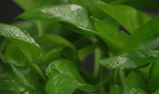 绿萝叶子发黄用啤酒