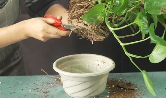 绿萝怎么换盆换土视频