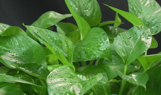 绿萝可以放在卧室吗