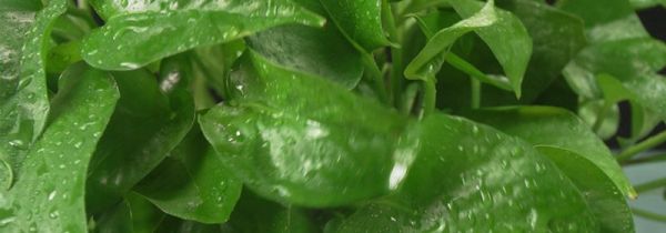 绿萝可以放在卧室吗