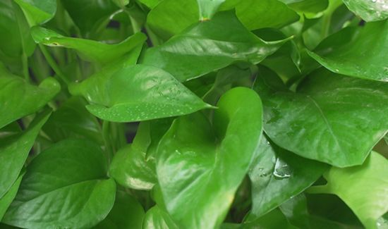 绿萝叶子发黄用啤酒