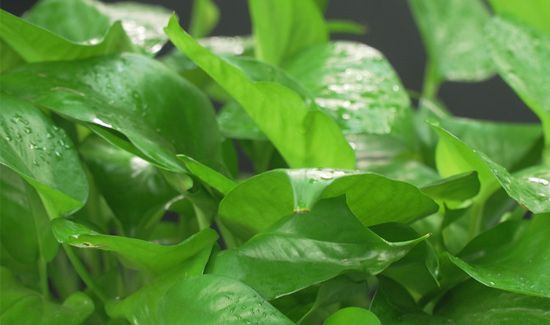 绿萝可以放在卧室吗