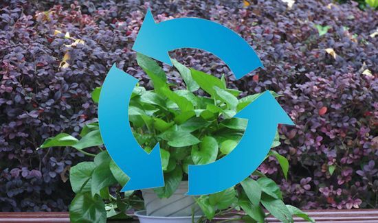 一棵绿萝七个鬼