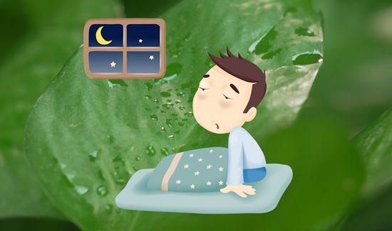 家里为什么不能放绿萝