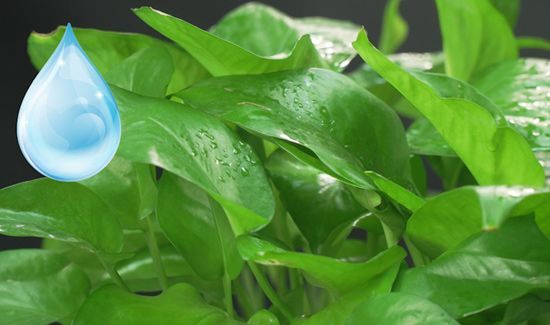 一棵绿萝七个鬼