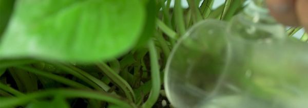 绿萝几天浇一次水