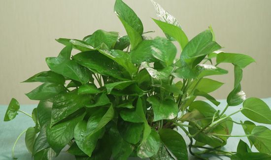 绿萝的养殖方法和注意事项