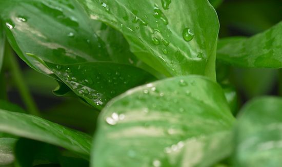 绿萝几天浇一次水