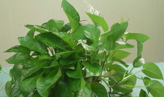 绿萝怎么养