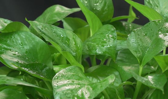 绿萝叶子发黄是什么原因