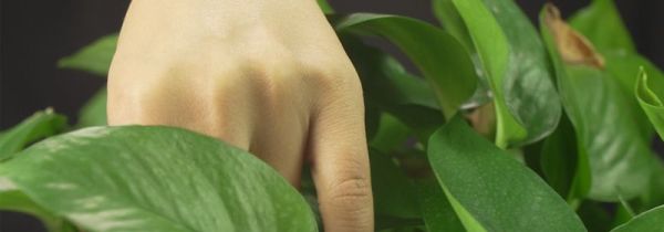 绿萝叶子发黄是什么原因