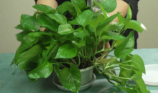 绿萝几天浇一次水