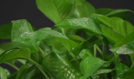 绿萝叶子发黄是什么原因