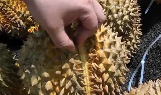 榴莲怎么挑