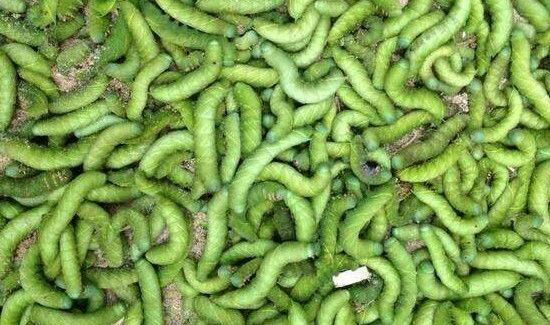 豆丹的营养价值与禁忌