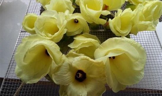 金花葵什么人不能喝