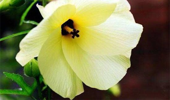 金花葵什么人不能喝