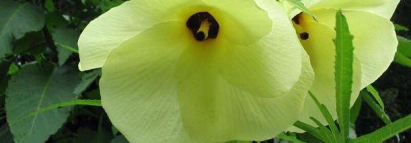 金花葵什么人不能喝