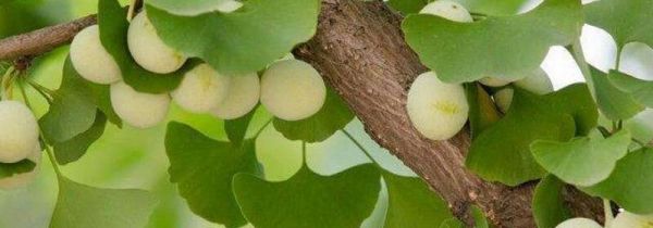银杏果皮毒怎么解