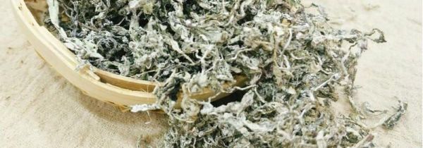 野生藤茶功效和作用