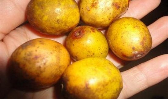 野生酸枣的功效与作用及食用方法