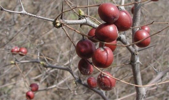 野生酸枣的功效与作用及食用方法