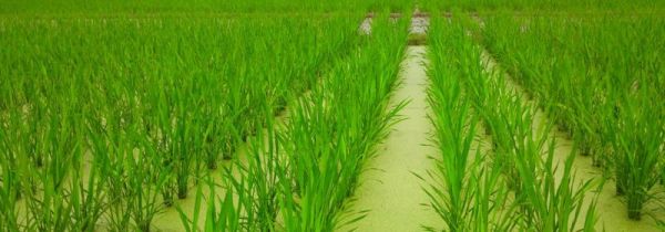 茭白是什么菜
