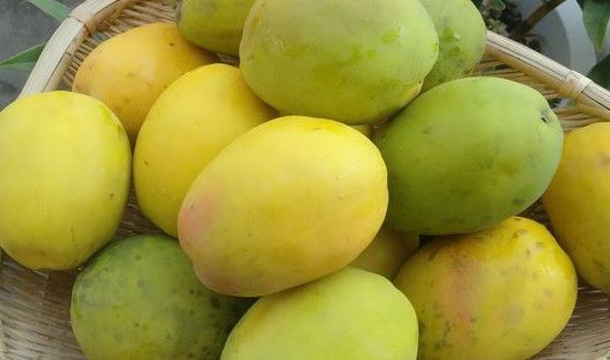 酸木瓜可以直接吃吗