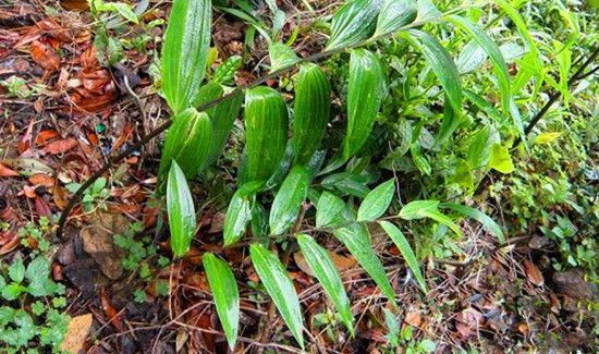 野山姜与野生姜的区别