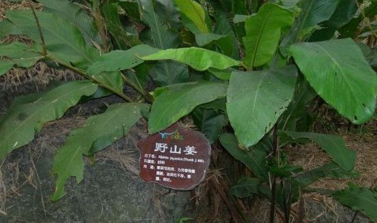 野山姜与野生姜的区别