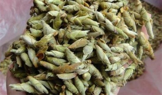 雀嘴茶的功效与禁忌